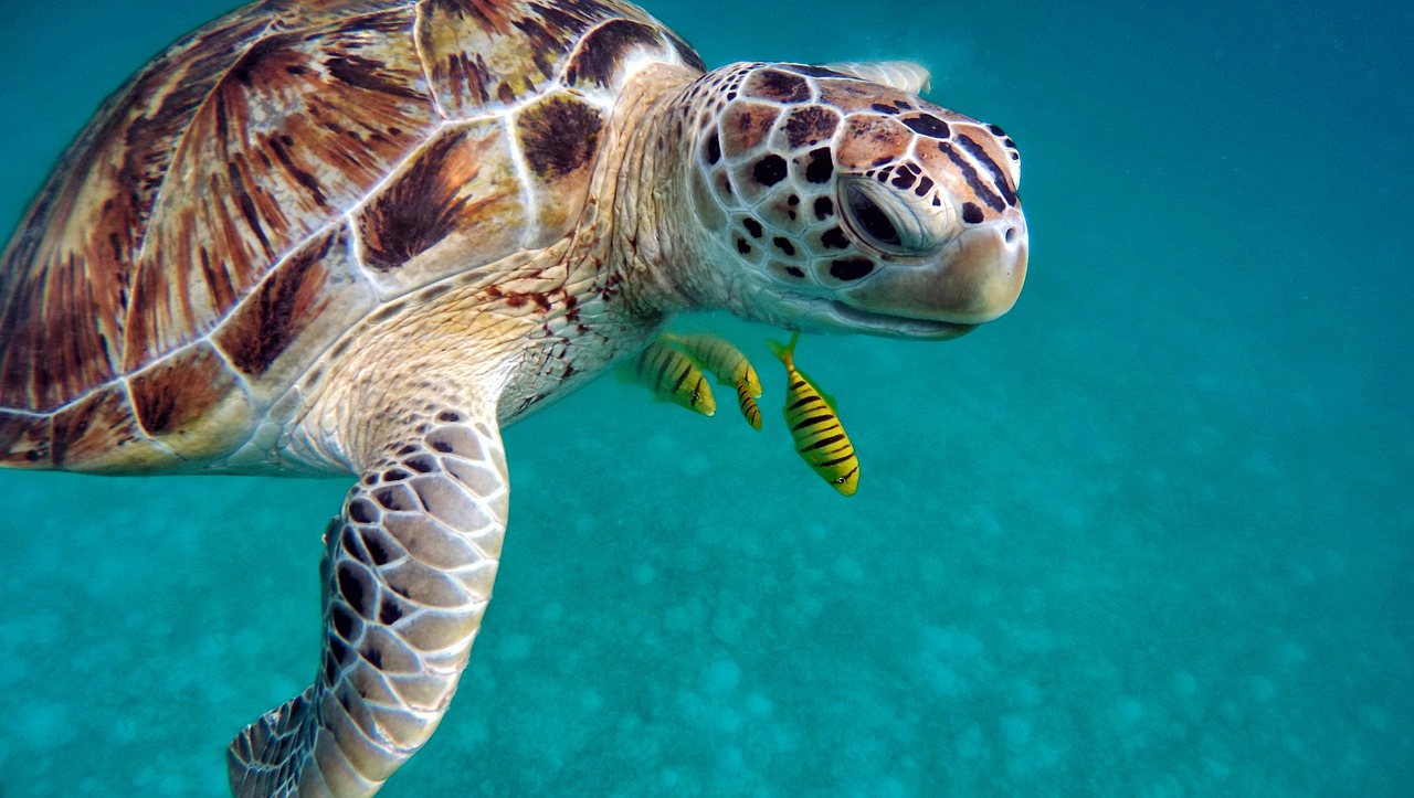 water, sea, diving, underwater, ocean, sub, immersion, depth, vacation, nature, transparency, turtle, sea turtle, transparent, holidays, atoll, summer, maldives, crystalline, turtle, turtle, turtle, turtle, sea turtle, sea turtle, sea turtle, sea turtle, sea turtle, maldives, maldives